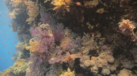 Magnificent reef covered by soft corals and red anthias 動画素材 22642991