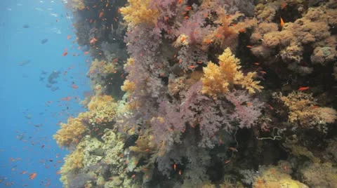 Magnificent reef covered by soft corals and red anthias Stock Footage 22642995