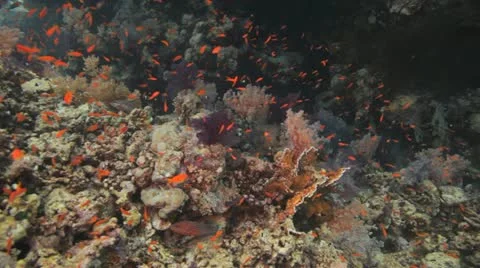 Magnificent reef covered by soft corals and red anthias Stock Footage 22643045