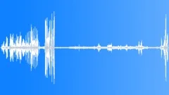 Magnificent Riflebird CU DisplaySound Effect
