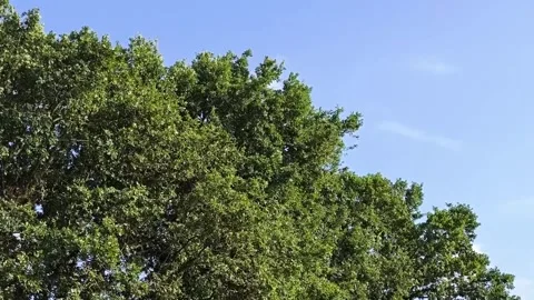 Magnificent row of trees Video stock 313779263