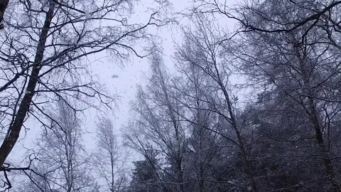 Magnificent snowfall in the forest 库存影片 73875480