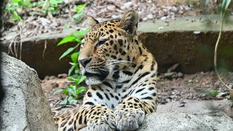 A magnificent, spotted Amur leopard rests calmly Video stock 344844483