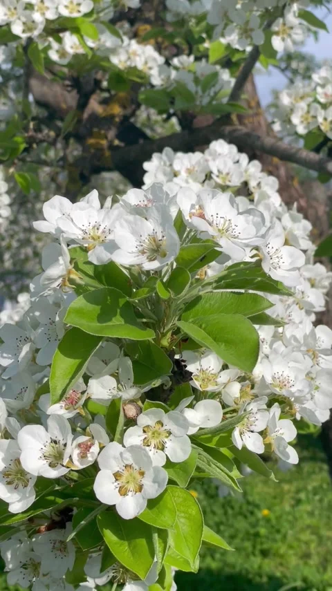 Magnificent spring 動画素材 285933222