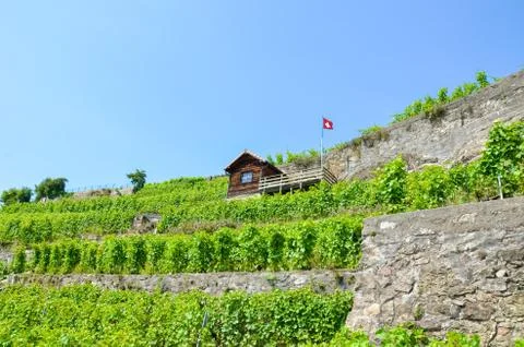 Magnificent terraced vineyards on slopes by Lake Geneva in famous Lavaux wine Stock Photos