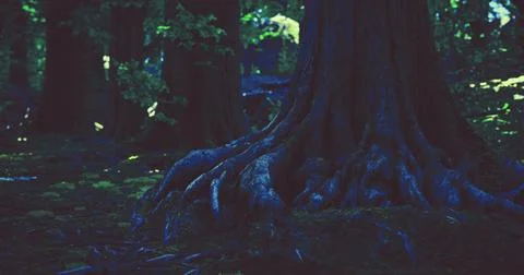 Magnificent tree roots create a mystical atmosphere in a shaded forest Stock Illustration