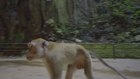 Magnificent view of monkey playing around in batu caves Stock Footage 111279564