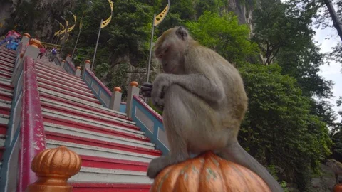 Magnificent view of a monkey on the step leading batu caves kuala lumpur Video stock 111279622
