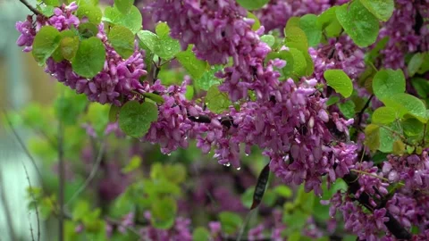 The magnificent view of the redbud flower with the drops on it, accompanied by Stock Footage 240624847