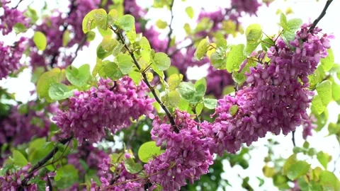 The magnificent view of the redbud flower with the drops on it, accompanied by Stockbeeldmateriaal 240624891