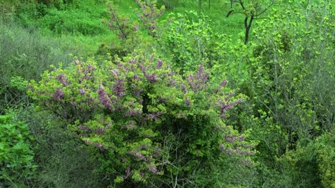 The magnificent view of the redbud flower with the drops on it, accompanied by Stockbeeldmateriaal 240624936