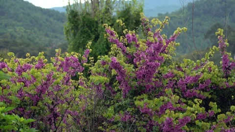 Magnificent view of the redbud flower with the drops on it Stock Footage 240624962