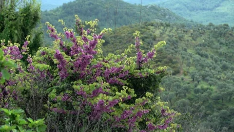 The magnificent view of the redbud flower with the drops on it, accompanied by Stock Footage 240625009
