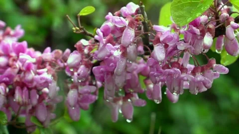 Magnificent view of the redbud flower with the drops on it Vídeo Stock 240625052