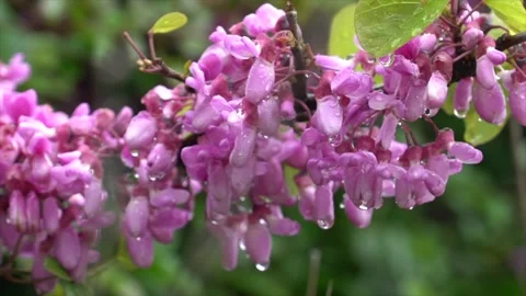 Magnificent view of the redbud flower with the drops on it Stock Footage 240625079