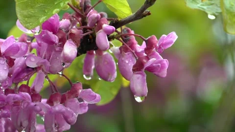 Magnificent view of the redbud flower with the drops on it Video stock 240625100