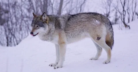 Magnificent wolf in beautiful winter forest cleaning himself Stock Footage 79970573