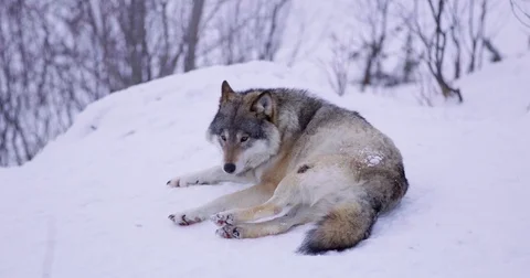 Magnificent wolf in beautiful winter forest cleaning wounds Stockbeeldmateriaal 79970591