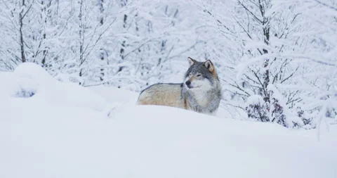 Magnificent wolf walking in beautiful winter forest Stock Footage 86976957