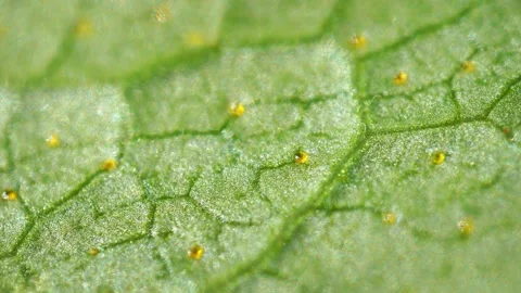 Magnified Surface of a Green Leaf Stock Footage 140369120