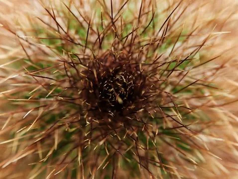 Magnified view emphasizing thistle seed structure with vibrant background a.. 写真素材