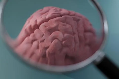 Magnifier tool on a human brain Stock Illustration