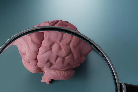Magnifier tool on a human brain Stock Illustration