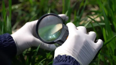 Magnifying glass in hand Stock Footage 255018982