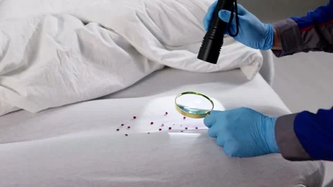 Magnifying Glass Inspecting Bedbug Infestation 動画素材 320764807