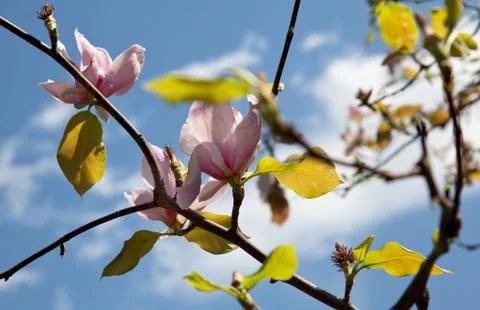 Magnolia 2 Foto stock