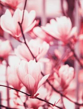 Magnolia background 스톡 사진