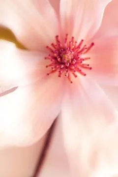 Magnolia background Foto stock