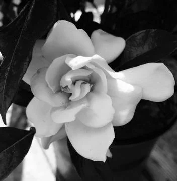 Magnolia black and white Stock Photos