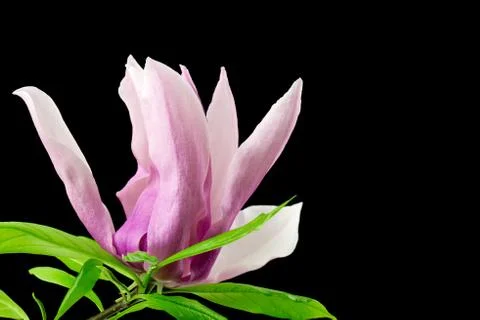 Magnolia on a black background Stock Photos