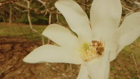 Magnolia Bloom with Bee at Planting Fields Arboretum, Oyster Bay, NY Stock Footage 318427873