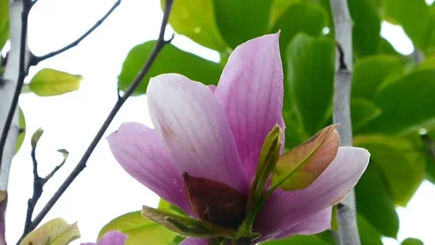 Magnolia in bloom Vídeos de archivo 126020522