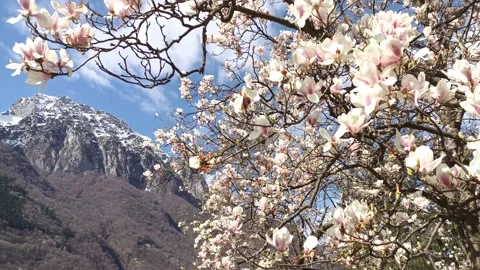 Magnolia in bloom in front of the snow-capped Grigna Vídeo Stock 269781245