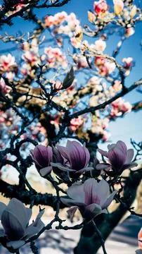 Magnolia in bloom Stock Photos