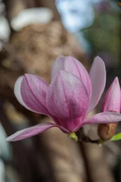 Magnolia blossom tree Foto stock