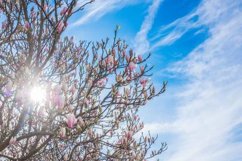 Magnolia Blossoming in Spring Stock Photos