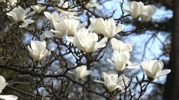 Magnolia blossoms close up Stock Footage 85558003
