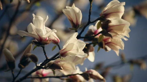 Magnolia Blossoms Vídeo Stock 808971