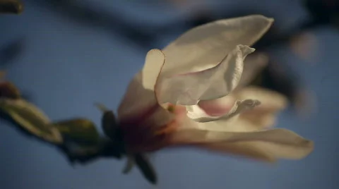 Magnolia Blossoms Stock Footage 830229