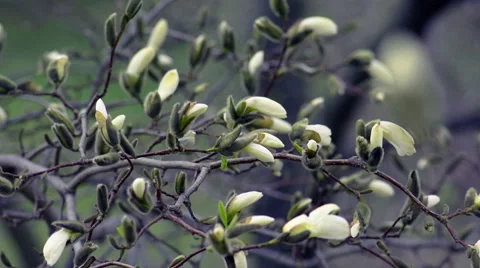 Magnolia blossoms Stock Footage 56371920