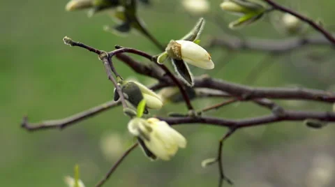 Magnolia blossoms Stock Footage 56372115