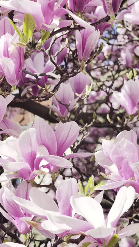 Magnolia blossoms full bloom spring Vertical 4K Dolby Vision HDR video Stock Footage 332350541