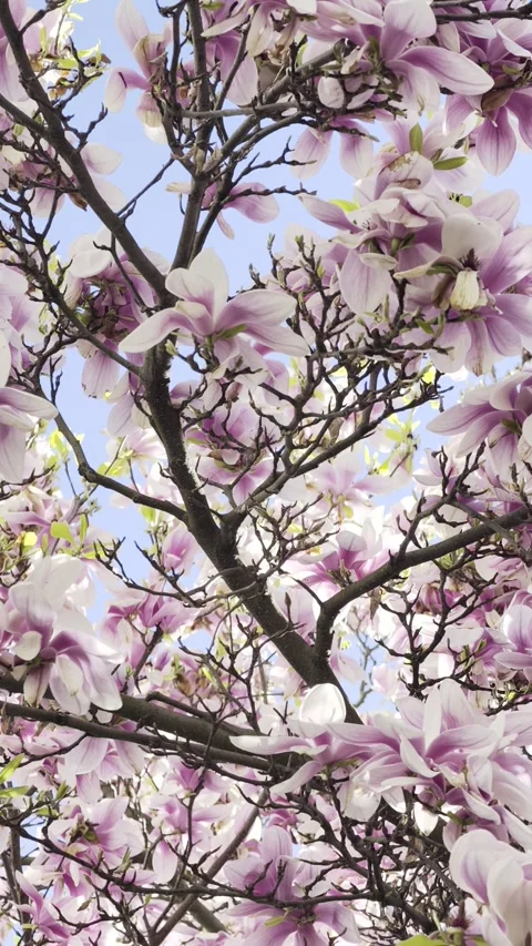 Magnolia blossoms full bloom spring Vertical 4K Dolby Vision HDR video Stock-Footage 332350575