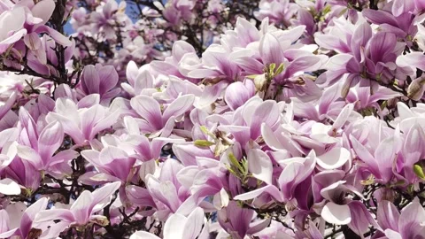 Magnolia blossoms full bloom spring 4K Dolby Vision HDR video Stock Footage 332350576
