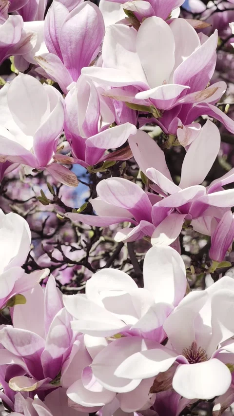 Magnolia blossoms full bloom spring Vertical 4K Dolby Vision HDR video Stock-Footage 332350582