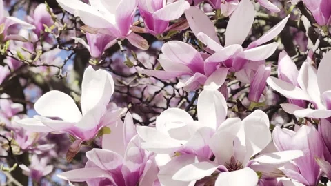 Magnolia blossoms full bloom spring 4K Dolby Vision HDR video Stock-Footage 332350615